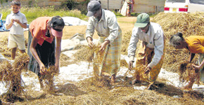 Farmers in Dehiattakandiya: A harvest destroyed by the freak weather patterns
